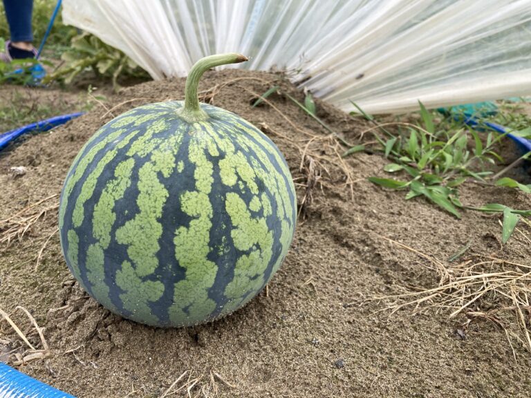 青空とスイカと子どもたち🍉